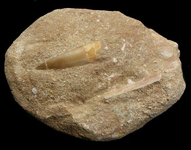 Plesiosaur (Zarafasaura) Tooth In Rock #44844